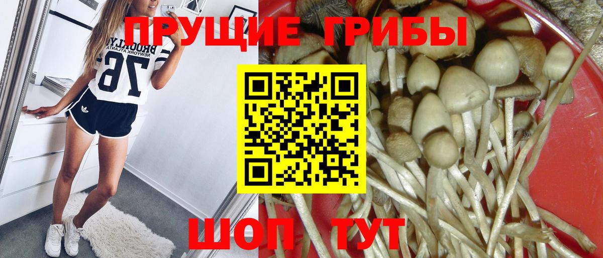 Псилоцибиновые грибы Psilocybine cubensis Усть-Илимск